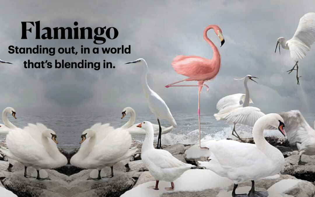 Flamingo: Chosen